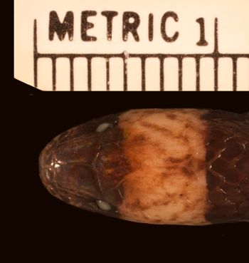 Media type: image;   Herpetology R-173871